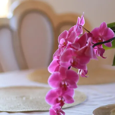 Tres Palmeras En Alfaz Del Pi , Albir, Benidorm L'Alfas del Pi