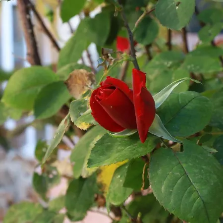 Villa Tres Palmeras En Alfaz Del Pi , Albir, Benidorm *